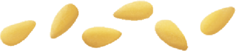 MIDOLLINE BARILLA N.24 16x0,500